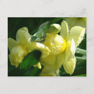 Daffodils med droppar från Vatten Vykort