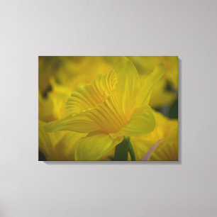 Daffodils, nära kanvastryck