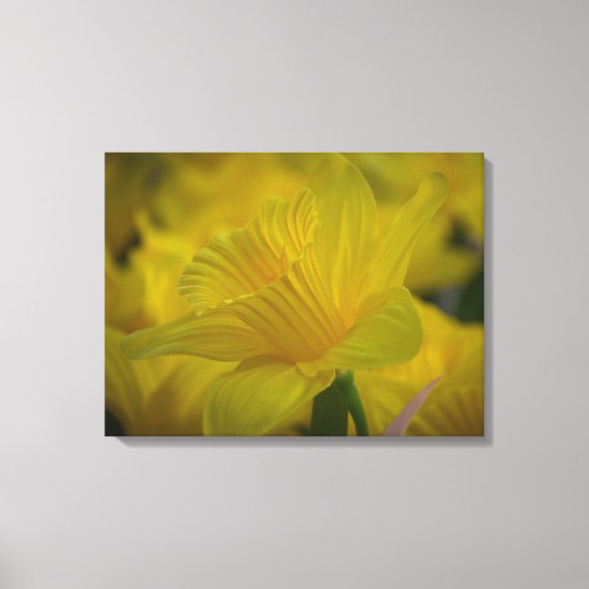 Daffodils, nära kanvastryck (Framsida)