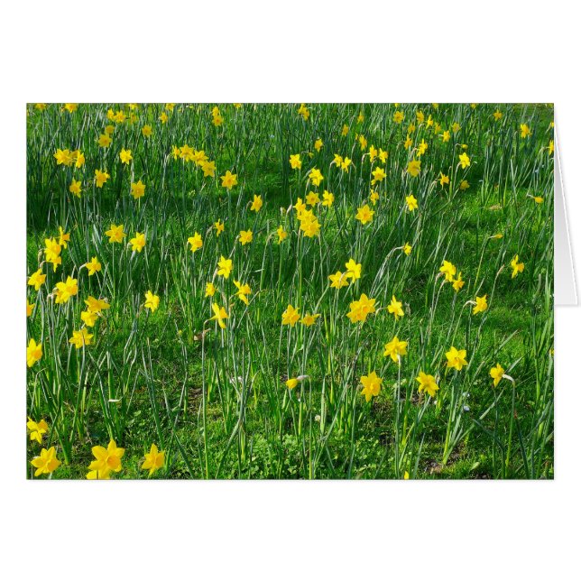 Daffodils/Narcissus Hälsningskort (Framsidan Horizontal)