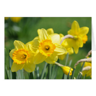 Daffodils OBS Kort