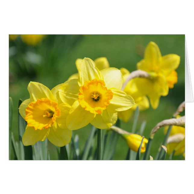 Daffodils OBS Kort (Framsidan Horizontal)