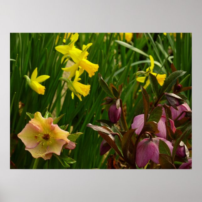 Daffodils och Lenten Ro Colorful Blommigt Poster (Framsidan)