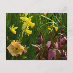 Daffodils och Lenten Ro Colorful Blommigt Vykort
