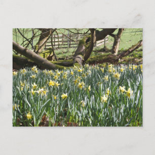 Daffodils on a Vår Day Post Card Vykort