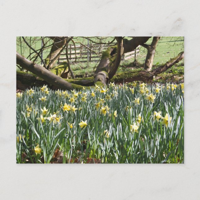 Daffodils on a Vår Day Post Card Vykort (Framsida)