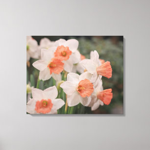 Daffodils Peach Canvastryck