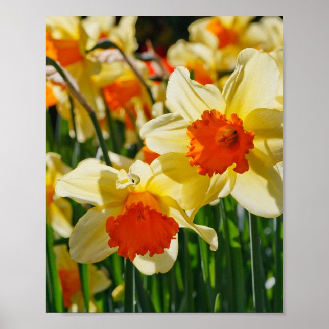 Daffodils Poster (Framsidan)