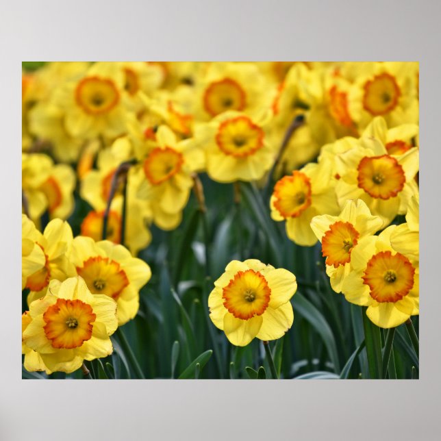 Daffodils Poster (Framsidan)