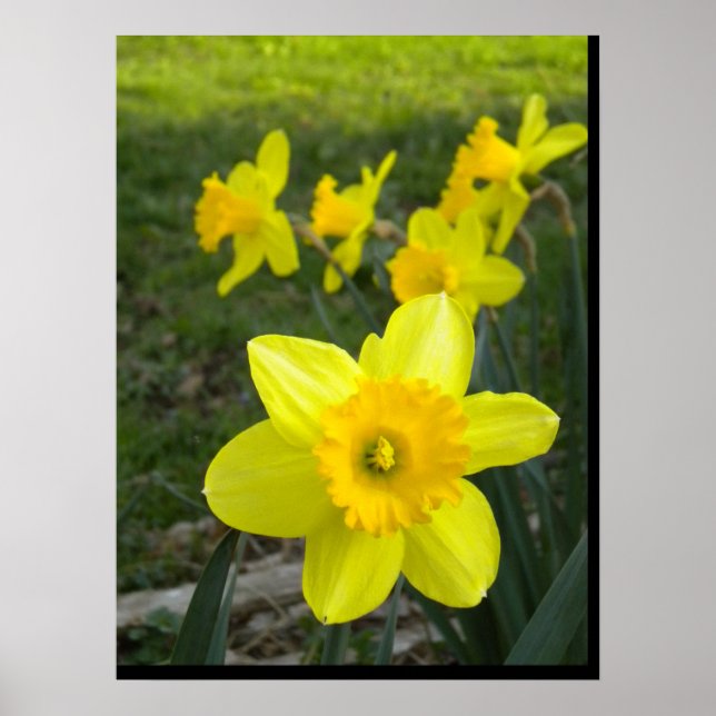 Daffodils Poster (Framsidan)