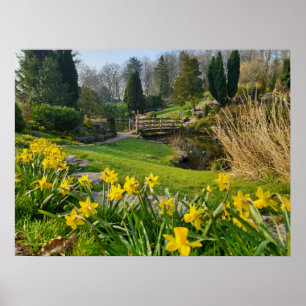 Daffodils Poster