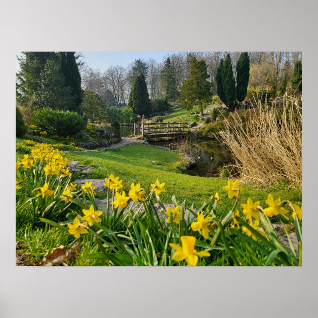 Daffodils Poster (Framsidan)