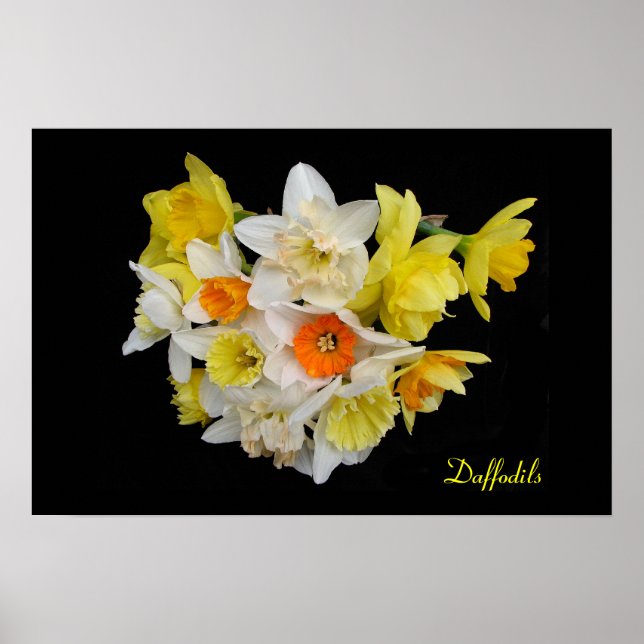 Daffodils Poster (Framsidan)