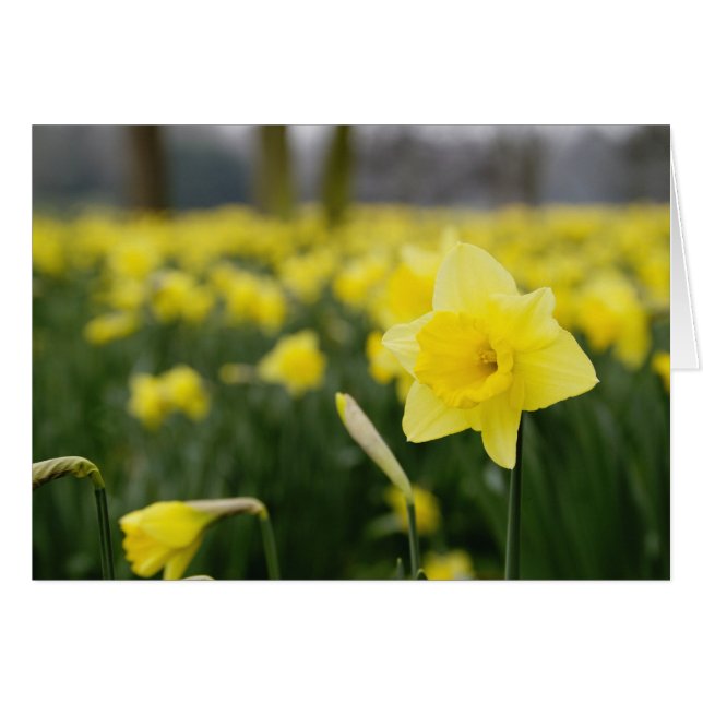 Daffodils (RF) Hälsningskort (Framsidan Horizontal)