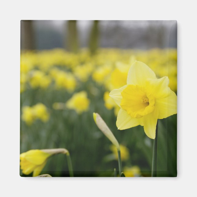Daffodils (RF) Magnet (Framsidan)