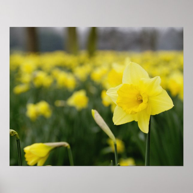 Daffodils (RF) Poster (Framsidan)
