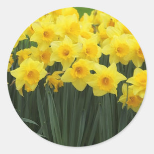 Daffodils Runt Klistermärke