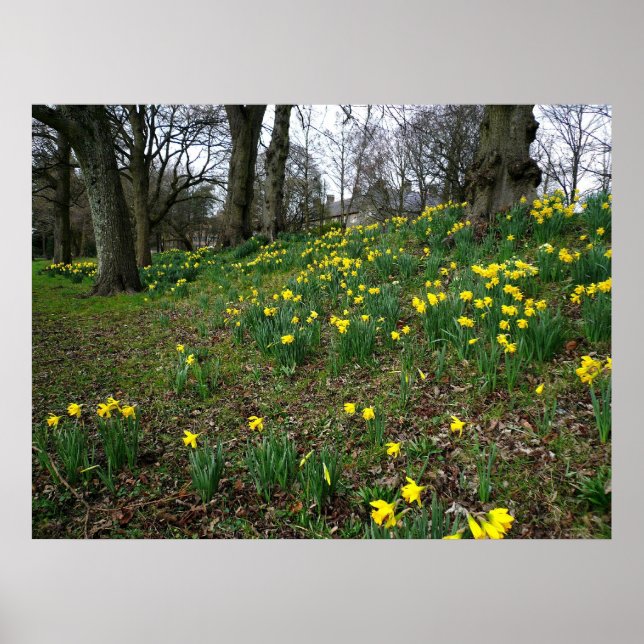 Daffodils. Sophia Gardens, Cardiff, Wales. Storbri Poster (Framsidan)