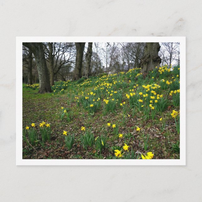 Daffodils. Sophia Gardens, Cardiff, Wales. Storbri Vykort (Framsida)