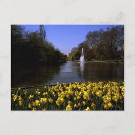 Daffodils St James's Park London Vykort