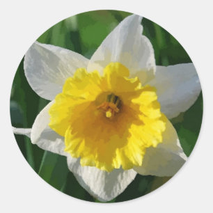 Daffodils Symbolize Renewal - Sticker Runt Klistermärke