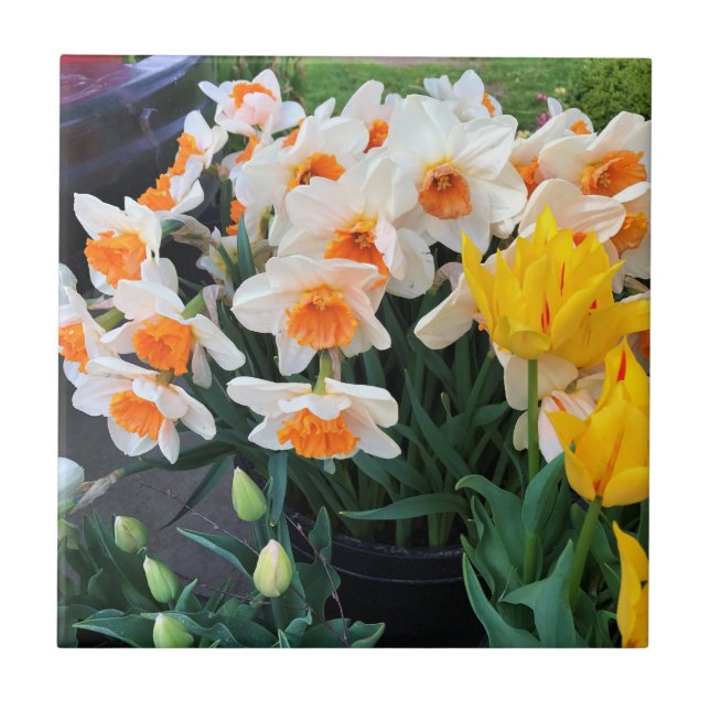 Daffodils & Tulips, Oregon Kakelplatta (Framsidan)