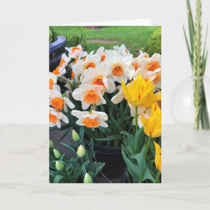 Daffodils & Tulips, Oregon Kort