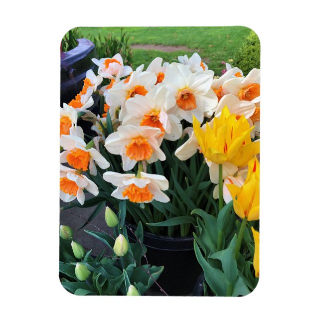 Daffodils & Tulips, Oregon Magnet (Vertikal)