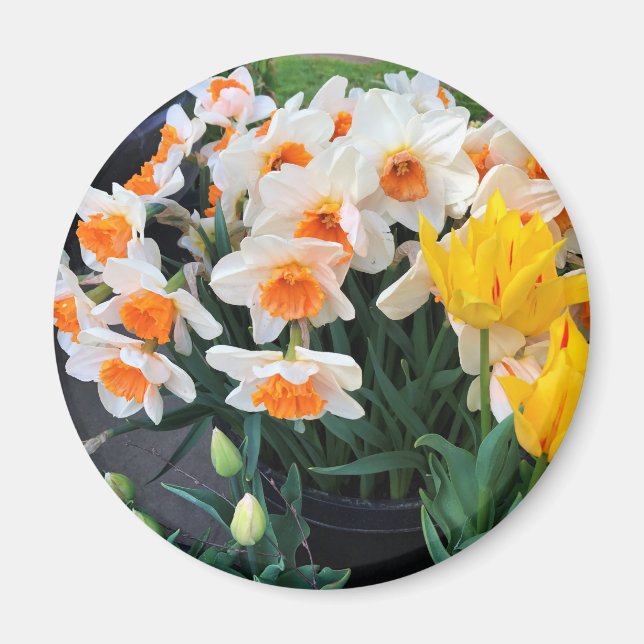 Daffodils & Tulips, Oregon Magnet (Framsidan)