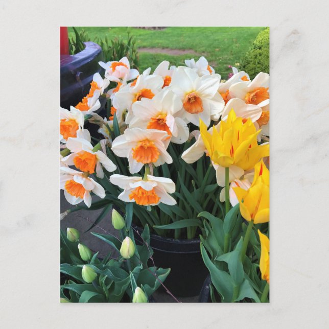 Daffodils & Tulips, Oregon Vykort (Framsida)