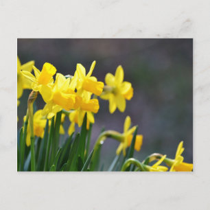 Daffodils UpClose Vykort