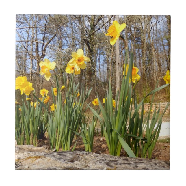 Daffodils vid Påsk keramiskt foto Tile Kakelplatta (Framsidan)