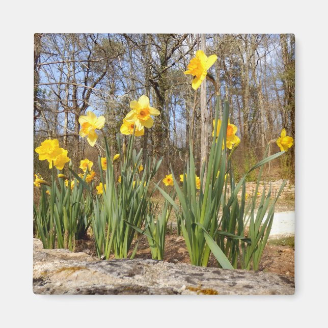 Daffodils vid Påsk Magnet (Framsidan)