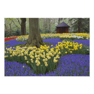 Daffodils, vinhyacint och tulpanträdgård. fototryck