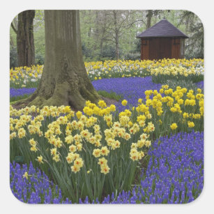 Daffodils, vinhyacint och tulpanträdgård. fyrkantigt klistermärke