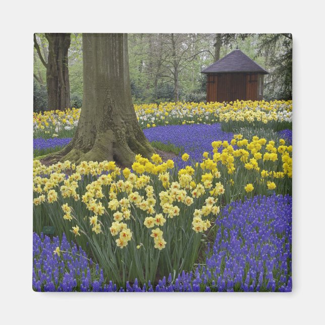 Daffodils, vinhyacint och tulpanträdgård. magnet (Framsidan)