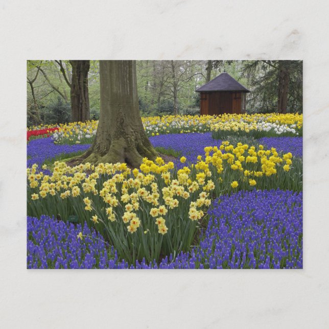 Daffodils, vinhyacint och tulpanträdgård. vykort (Framsida)