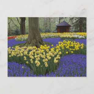 Daffodils, vinhyacint och tulpanträdgård. vykort