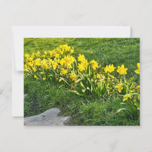 Daffodils Vykort