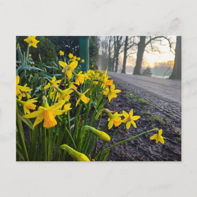 Daffodils Vykort (Framsida)