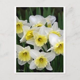 Daffodils Vykort