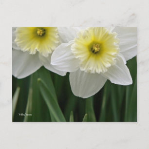 Daffodils Vykort
