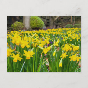 Daffodils Vykort