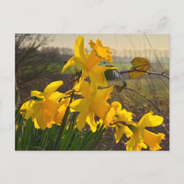 Daffodils Vykort (Framsida)