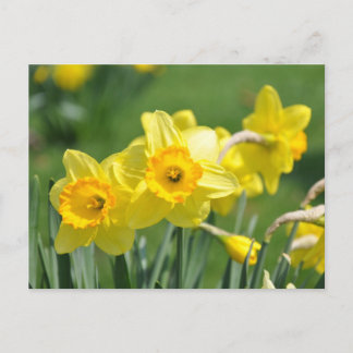 Daffodils Vykort