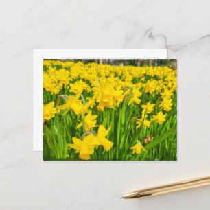 Daffodils Vykort