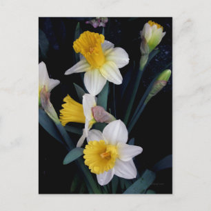 Daffodils Vykort
