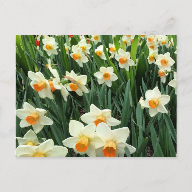 Daffodils Vykort (Framsida)