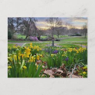 Daffodils Vykort