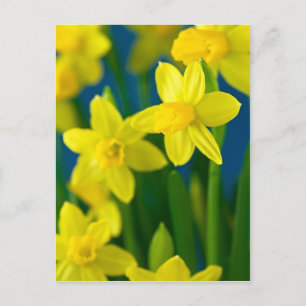 Daffodils vykort